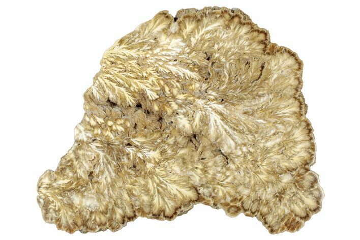 Flowery, Polished Barite Slab - Lubin Mine, Poland #302405